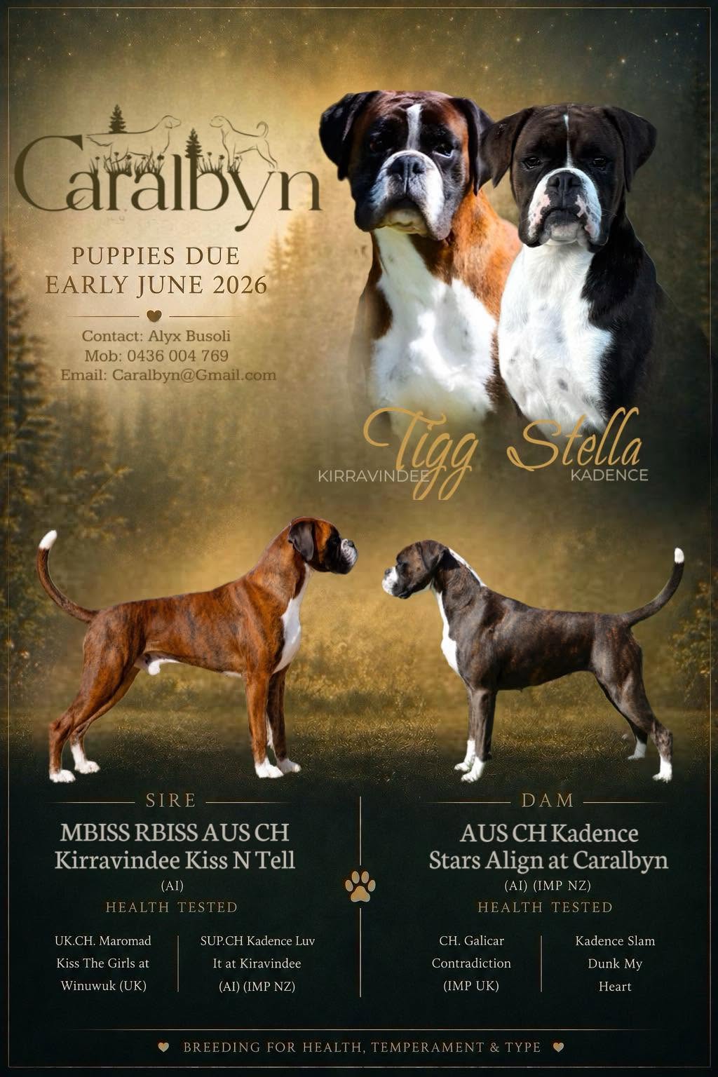 Tigg × Stella Boxer Litter – Caralbyn Kennels